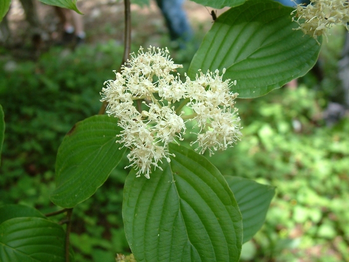 Pagoda Dogwood - Cornus alternifolia from Sloat Gardens