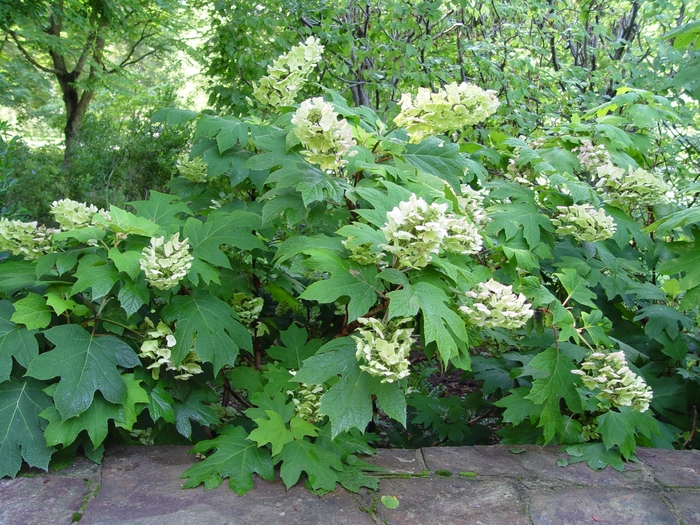 Oakleaf Hydrangea - Hydrangea quercifolia from Sloat Gardens