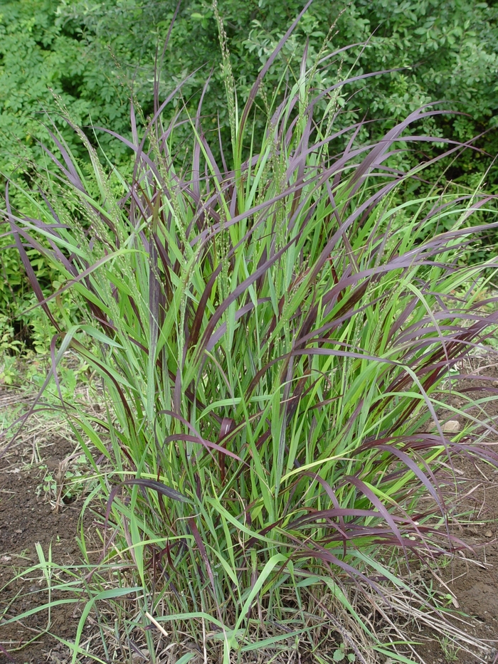 Shenandoah Switch Grass - Panicum virgatum ''Shenandoah'' from Sloat Gardens