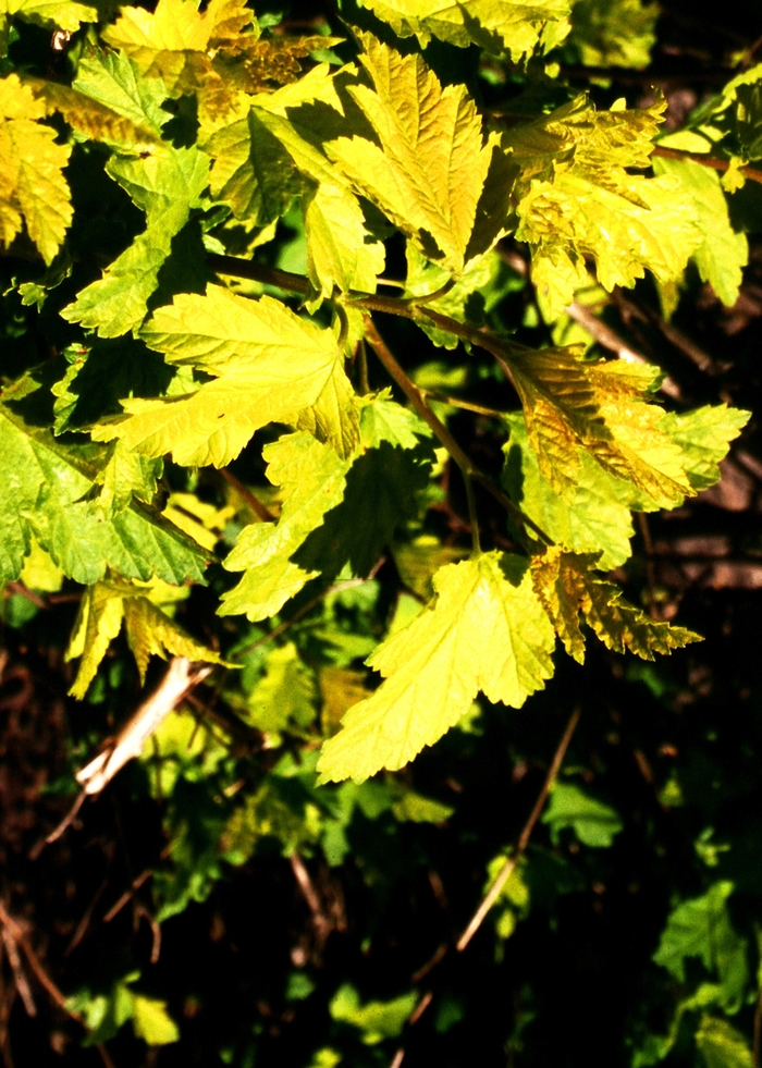 Nugget Ninebark - Physocarpus opulifoius Nugget from Sloat Gardens