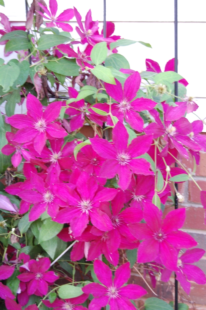 Clematis - Clematis 'Ernest Markham' from Sloat Gardens