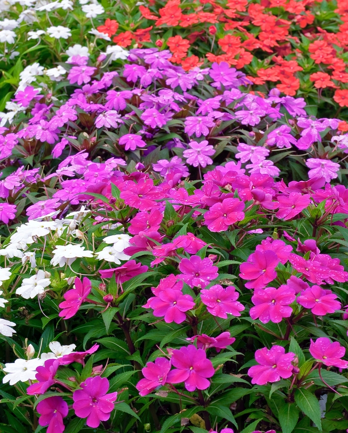 SunPatiens® Collection - IMPATIENS for the SUN from Sloat Gardens