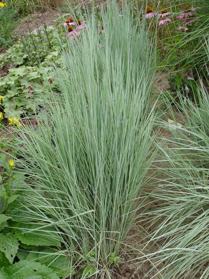 'The Blues' Little Bluestem - Schizachyrium scoparium 'The Blues' from Sloat Gardens