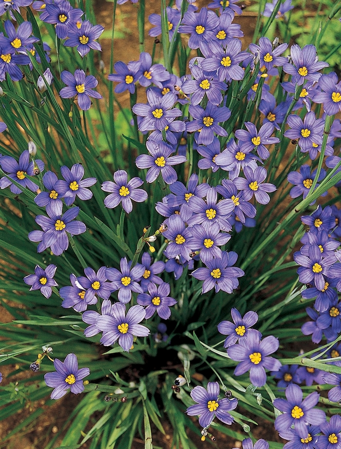Blue-Eyed Grass - Sisyrinchium angustifolium 'Lucerne' from Sloat Gardens