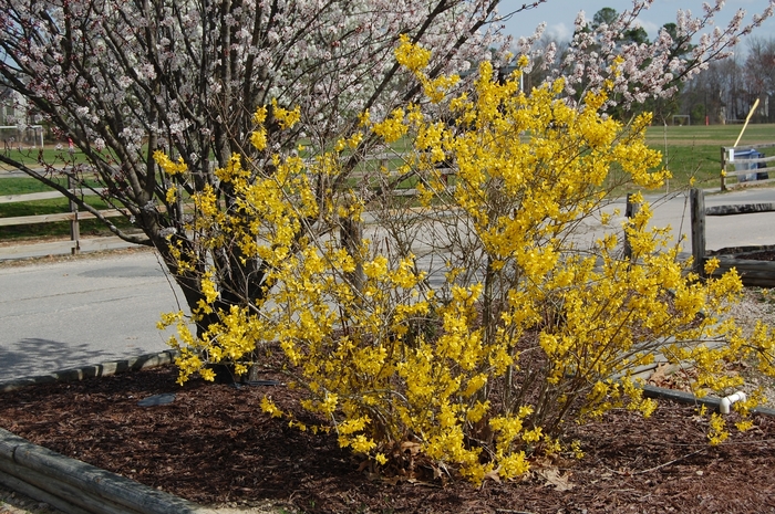 Lynwood Gold Foysythia - Forsythia intermedia 'Lynwood' from Sloat Gardens