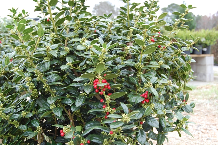 Dwarf Burford Holly - Ilex cornuta 'Burfordii Nana' from Sloat Gardens