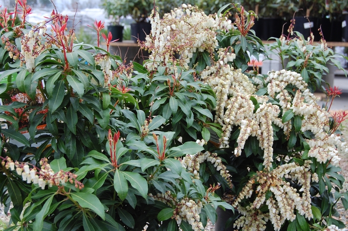 Mountain Fire Pieris - Pieris japonica ''Mountain Fire'' from Sloat Gardens