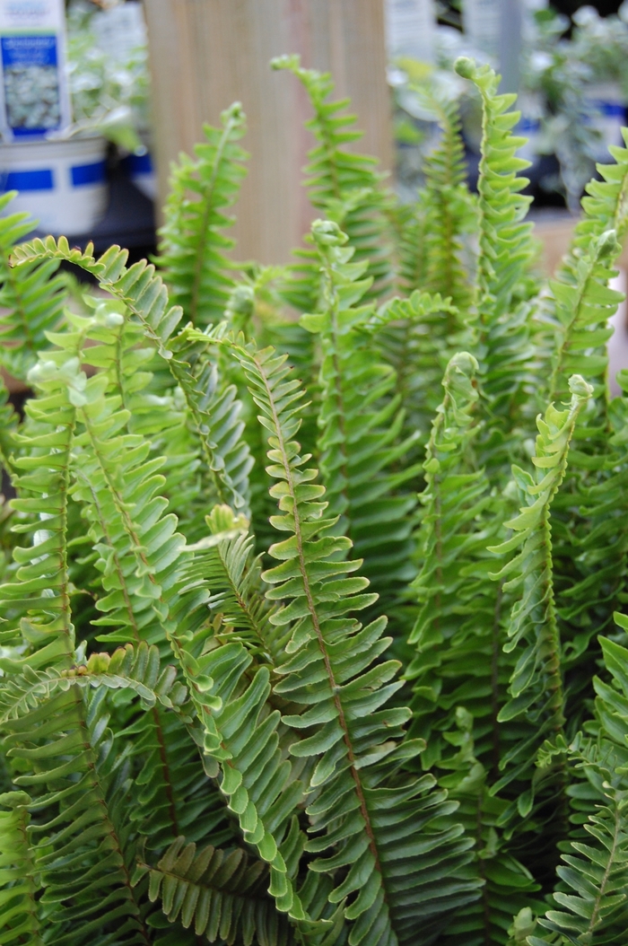 Kimberly Queen Fern - Nephrolepis obliterata from Sloat Gardens