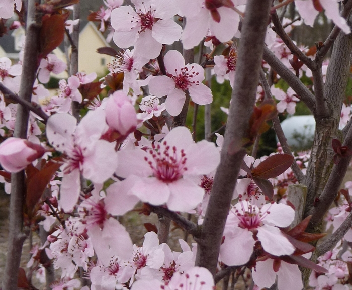 Purple Leaf Plum - Prunus cerasifera 'Krauter Vesuvius' from Sloat Gardens