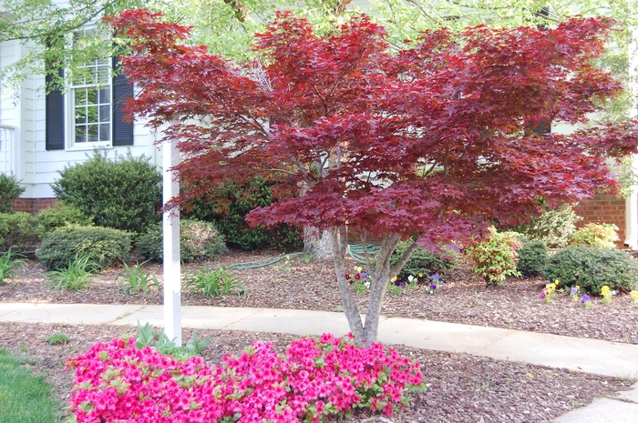 Japanese Red Maple - Acer palmatum 'Bloodgood' from Sloat Gardens
