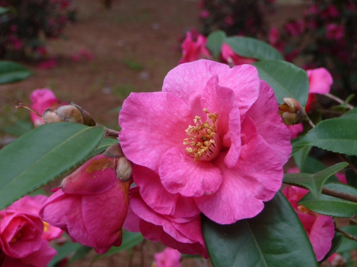 Kanjiro Camellia - Camellia sasanqua 'Kanjiro' from Sloat Gardens