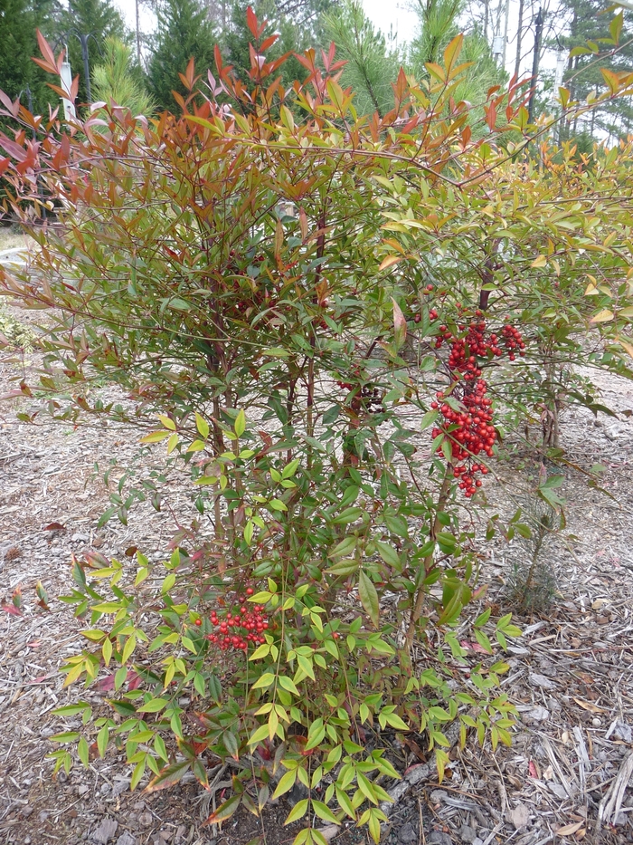 Compact Nandina - Nandina domestica 'Compacta' from Sloat Gardens