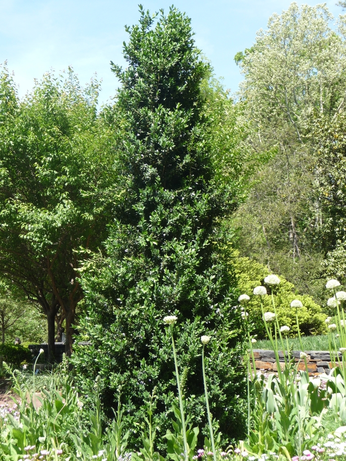 Green Mountain Boxwood - Buxus x 'Green Mountain' from Sloat Gardens