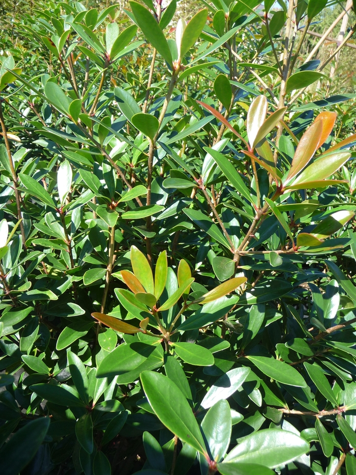 Japanese Cleyera - Cleyera japonica from Sloat Gardens