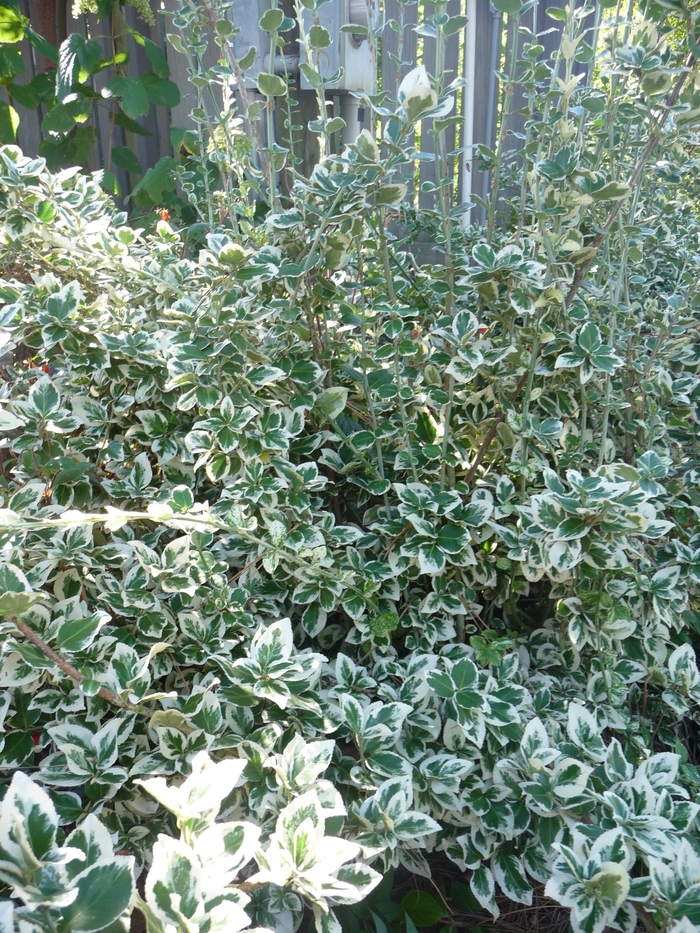 Emerald Gaiety Euonymus - Euonymus fortunei ''Emerald Gaiety'' from Sloat Gardens