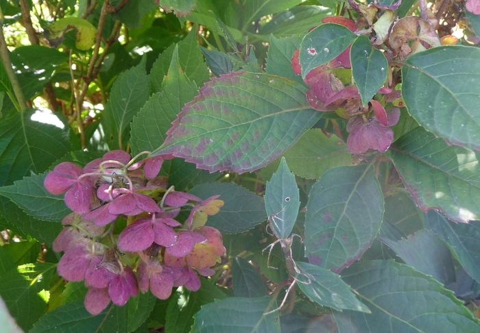 Tea of Heaven - Hydrangea serrata 'Preziosa' from Sloat Gardens