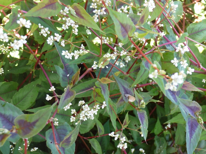 Fleece Flower - Persicaria microcephala 'Red Dragon' from Sloat Gardens