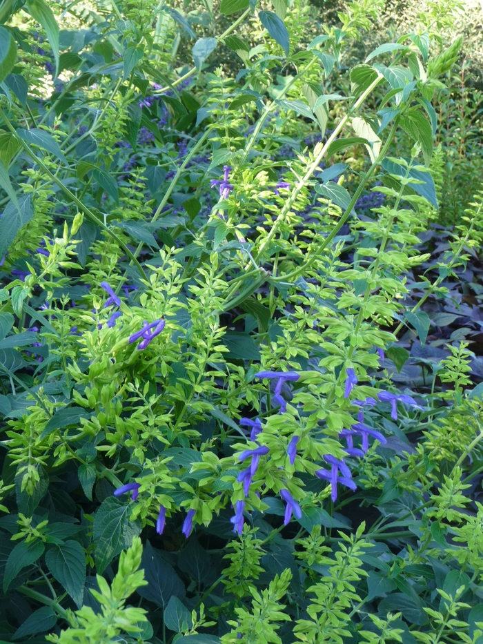 Mexican Sage - Salvia mexicana 'Limelight' from Sloat Gardens