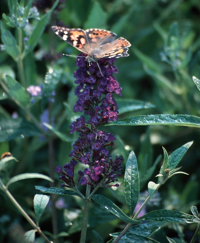 Butterfly Bush - Buddleia davidii 'Black Knight' from Sloat Gardens