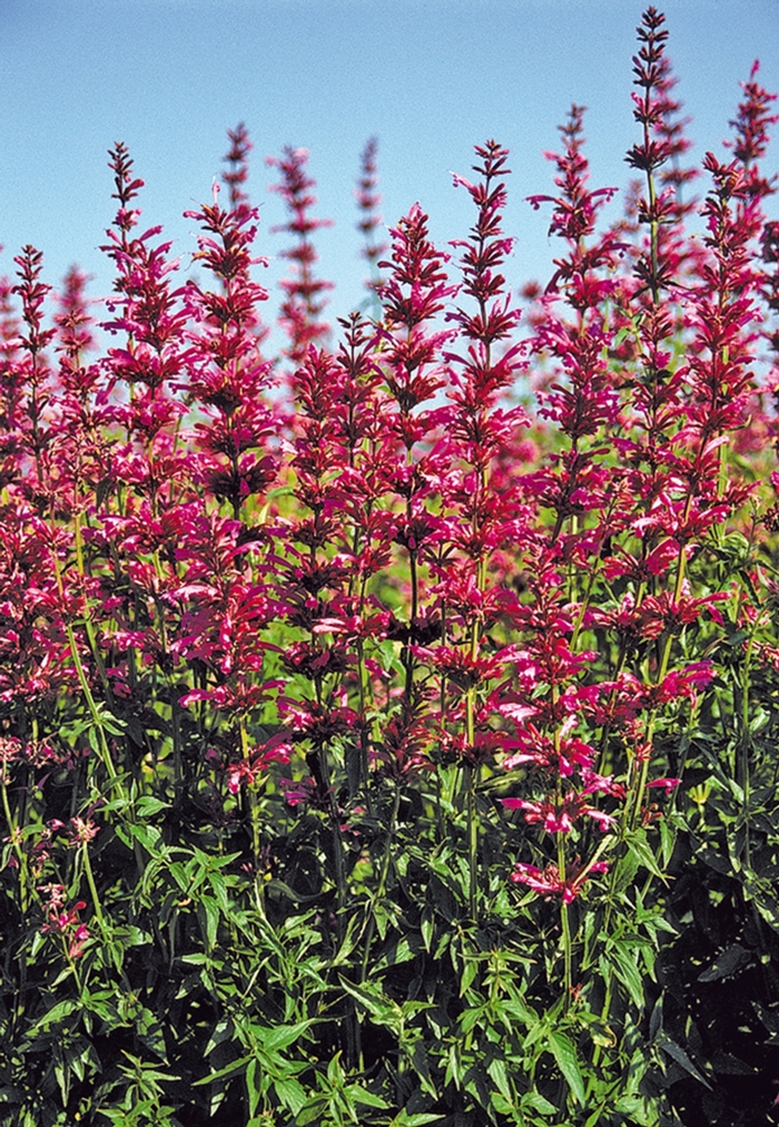 Hyssop - Agastache mexicana 'Sangria' from Sloat Gardens