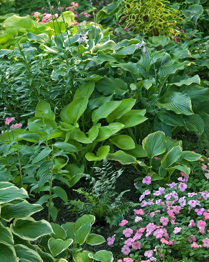 Hosta - Hosta Multiple Varieties from Sloat Gardens