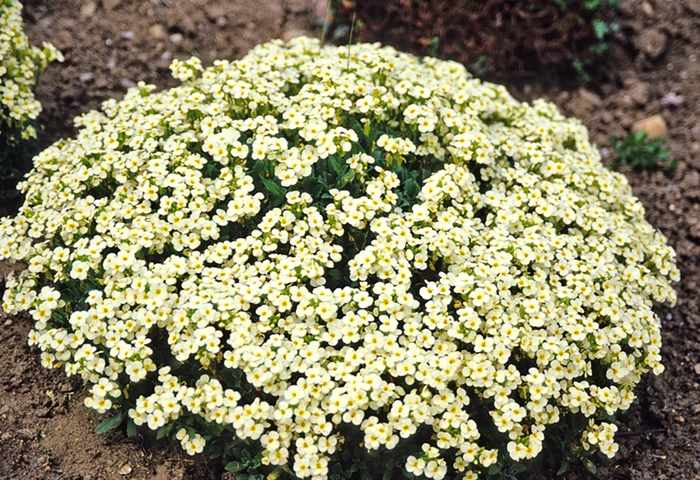Rock Cress - Arabis caucasica 'Pixie Cream' from Sloat Gardens