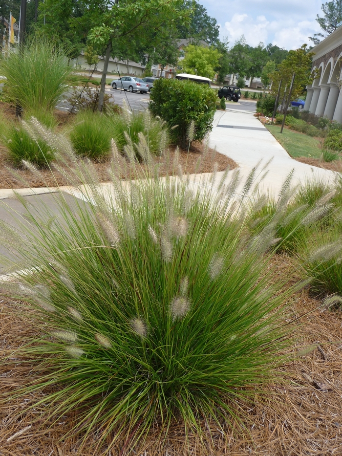 Dwarf Fountain Grass - Pennisetum alopecuroides 'Little Bunny' from Sloat Gardens