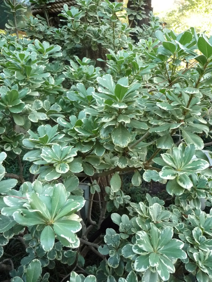 Variegated Mock Orange - Pittosporum tobira ' Creme de Minthe