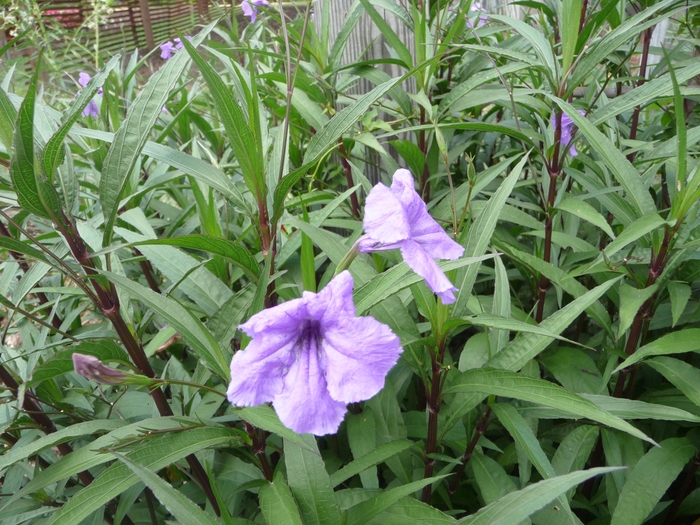 Mexican Petunia - Ruellia brittoniana '' from Sloat Gardens