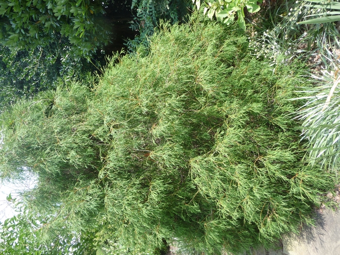 Arborvitae - Thuja occidentalis 'Filiformis' from Sloat Gardens