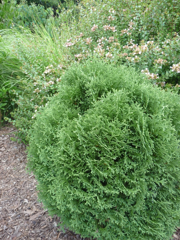 Dwarf White Cedar - Thuja occidentalis 'Little Giant' from Sloat Gardens