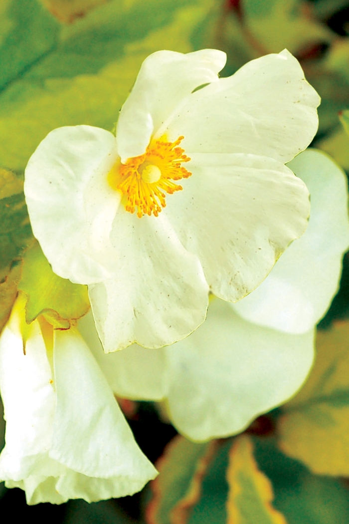 Rockrose - Cistus hybridus from Sloat Gardens