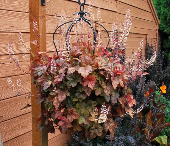 Variegated Foamy Bells - Heucherella 'Redstone Falls' from Sloat Gardens