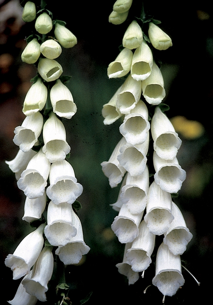 Foxglove - Digitalis purpurea 'Snow Thimble' from Sloat Gardens