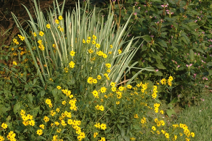 Striped Japanese Iris - Iris ensata 'Variegata' from Sloat Gardens