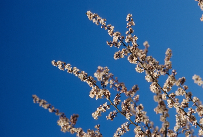 Crimson Pointe Flowering Plum - Prunus cerasifera 'Cripoizam' from Sloat Gardens