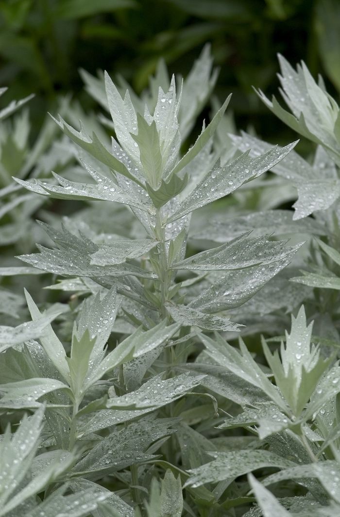 Wormwood - Artemisia ludoviciana 'Silver King' from Sloat Gardens