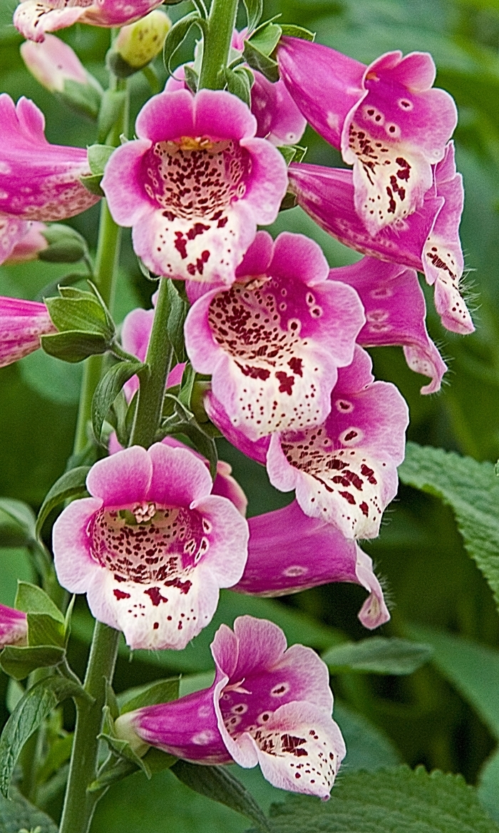 Foxglove - Digitalis purpurea 'Foxy' from Sloat Gardens