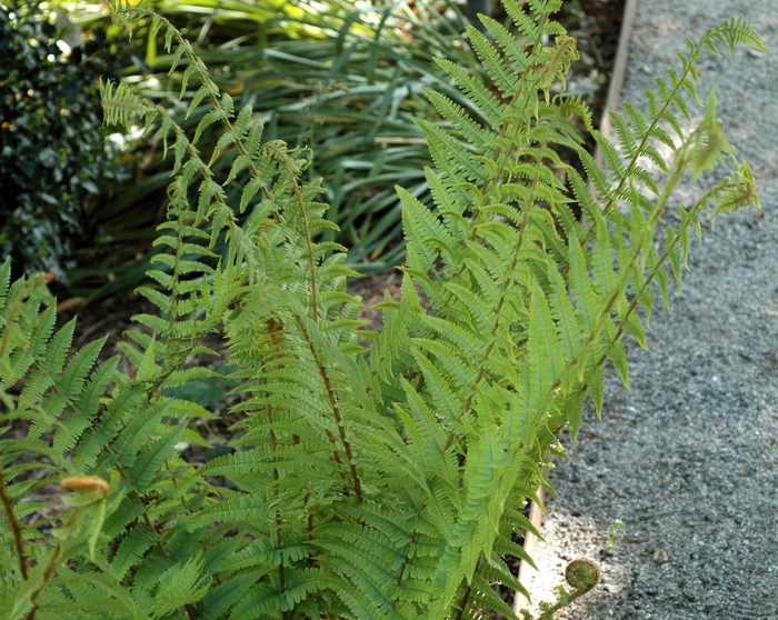 Male Fern - Dryopteris filix-mas from Sloat Gardens
