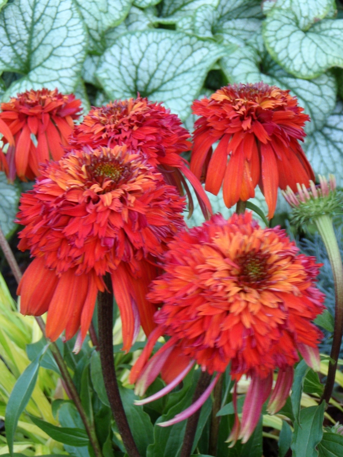 'Hot Papaya' Coneflower - Echinacea 'Hot Papaya' from Sloat Gardens