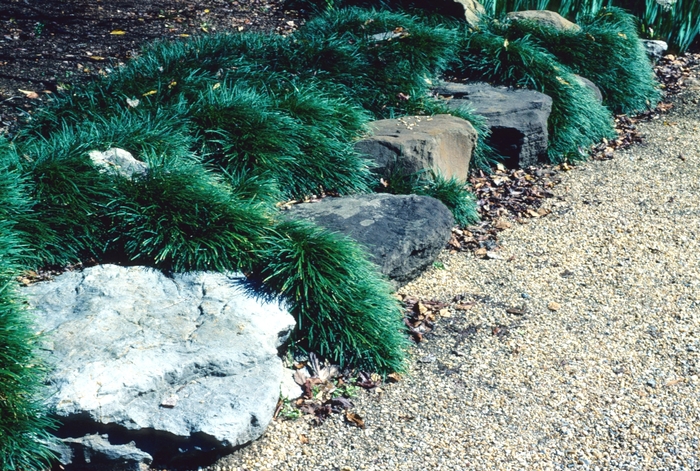 Dwarf Mondo Grass - Ophiopogon japonicus 'Nana' from Sloat Gardens
