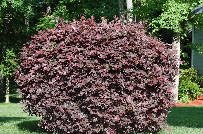 Pipa's Red Fringe Flower - Loropetalum chinense rubrum 'Pipas Red' from Sloat Gardens