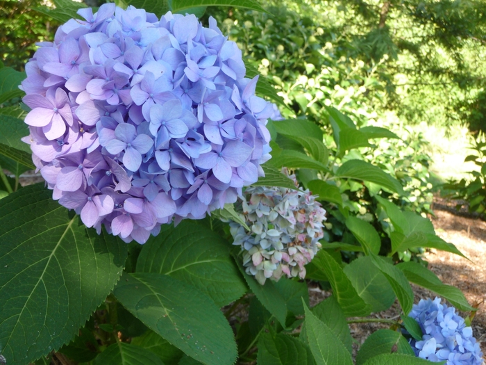 Penny Mac Hydrangea - Hydrangea macrophylla 'Penny Mac' from Sloat Gardens