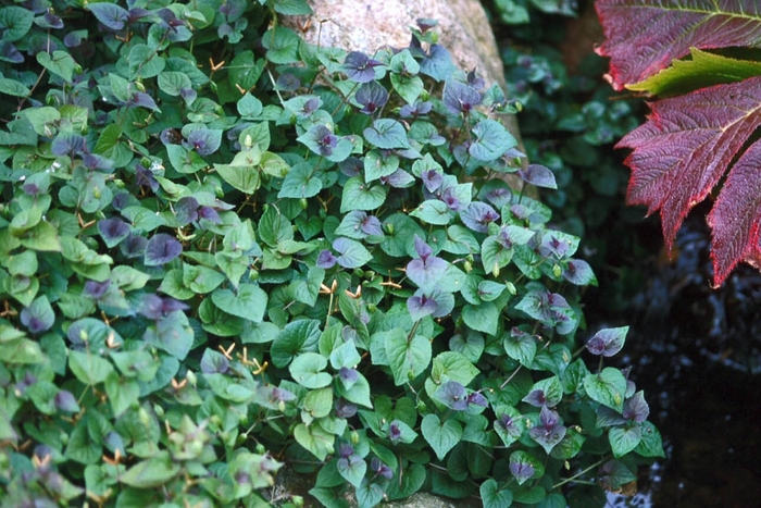 Labrador Violet - Viola labradorica from Sloat Gardens