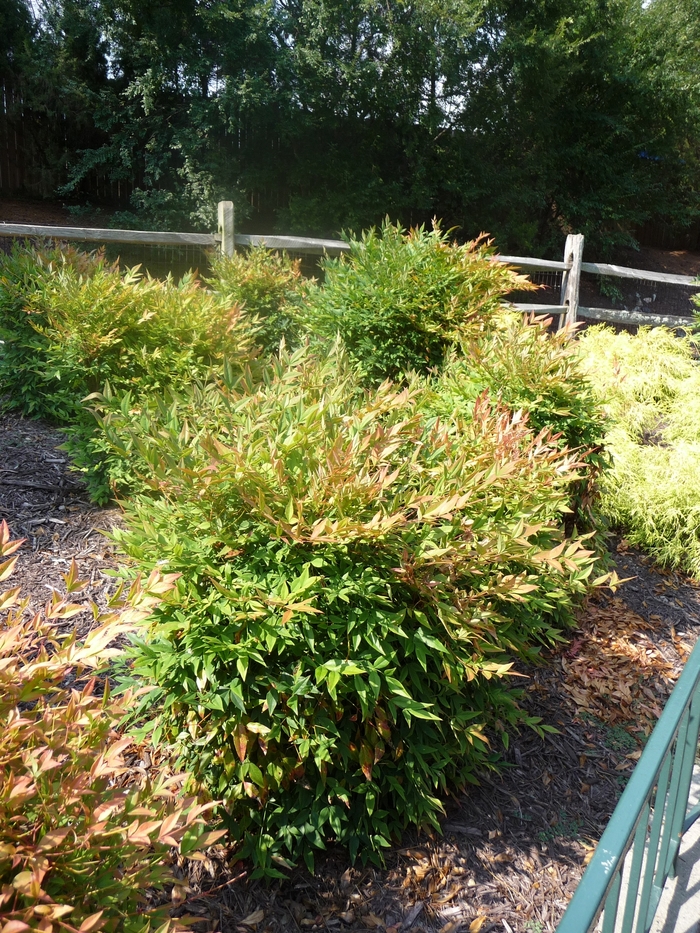 Gulf Stream Nandina - Nandina domestica 'Gulf Stream' from Sloat Gardens Gulf Stream Nandina - Nandina domestica 'Gulf Stream' from Sloat Gardens