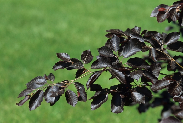 European Beech - Fagus sylvatica 'Purple Fountain' from Sloat Gardens