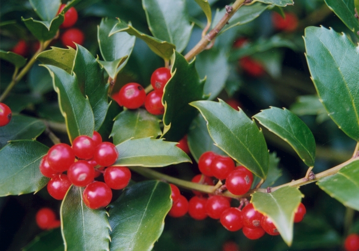 Nellie R. Stevens Holly - Ilex x 'Nellie Stevens' from Sloat Gardens