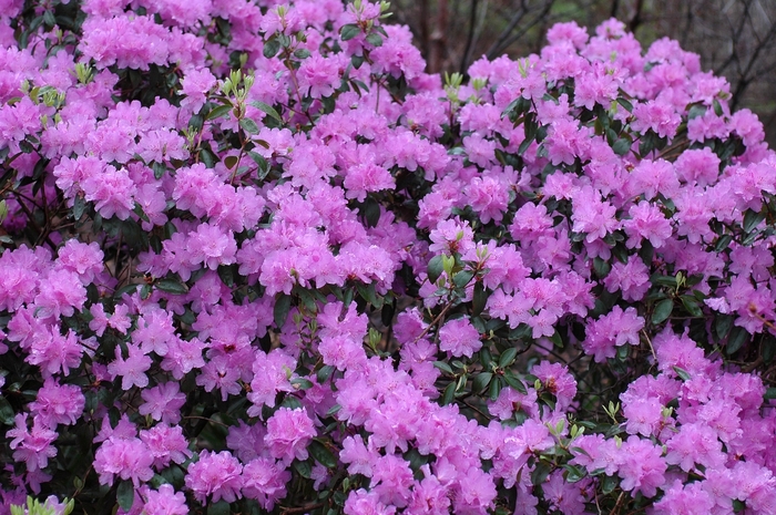Dwarf Rhododendron - Rhododendron 'Purple Gem' from Sloat Gardens