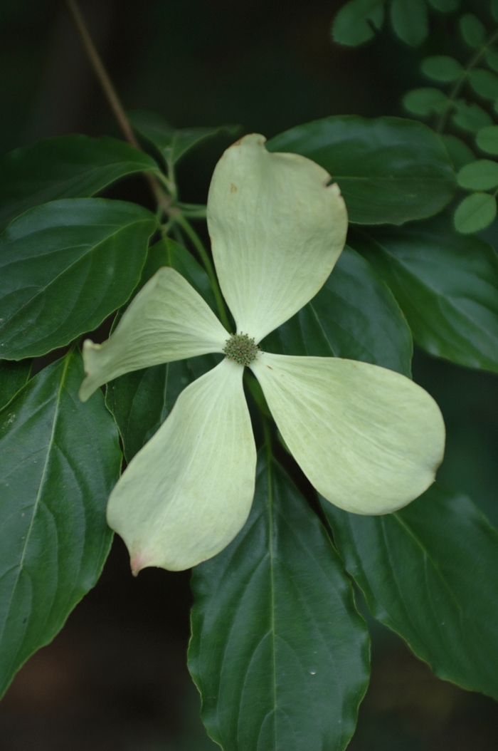 Constellation Dogwood - Cornus kousa 'Constellation' from Sloat Gardens
