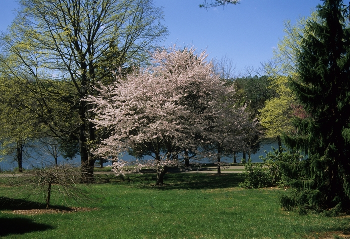 Yoshino Cherry - Prunus x yedoensis from Sloat Gardens